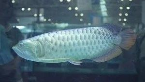 金龍魚魚鰭斷了會長出來嗎