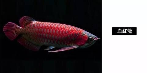 龍魚可以用特滅菌嗎（關(guān)于“龍魚是否可以使用特滅菌”的查詢當(dāng)前無(wú)法直接提供具體信息）