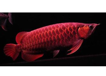 龍魚20厘米喂什么飼料：針對20厘米左右的龍魚推薦的飼料：20厘米左右的龍魚
