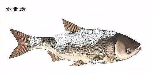 賽級古典龍魚最忌三種食物