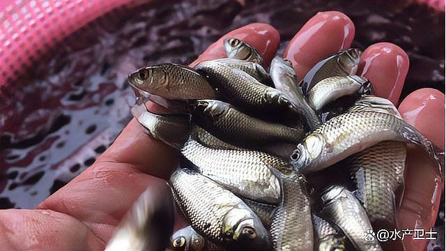 賽級古典龍魚最忌三種食物