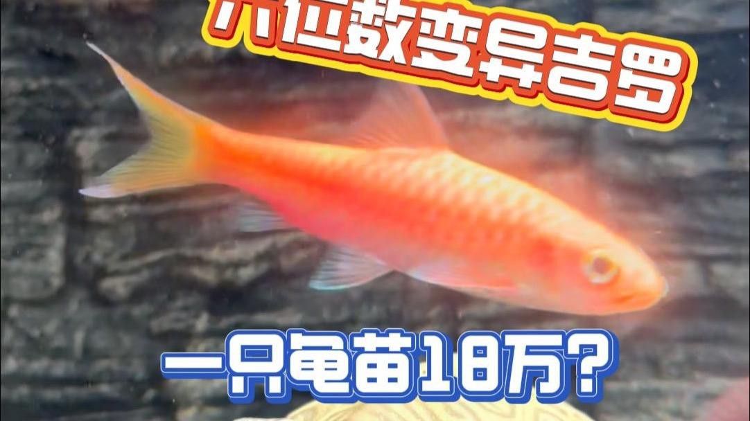 吉羅缸和龍魚缸哪個更費錢？