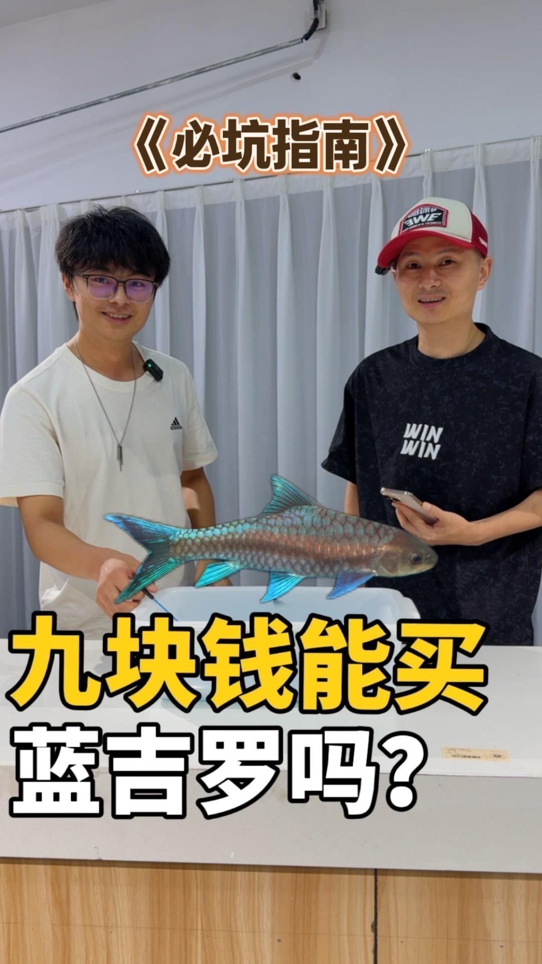 吉羅缸和龍魚缸哪個更費錢？