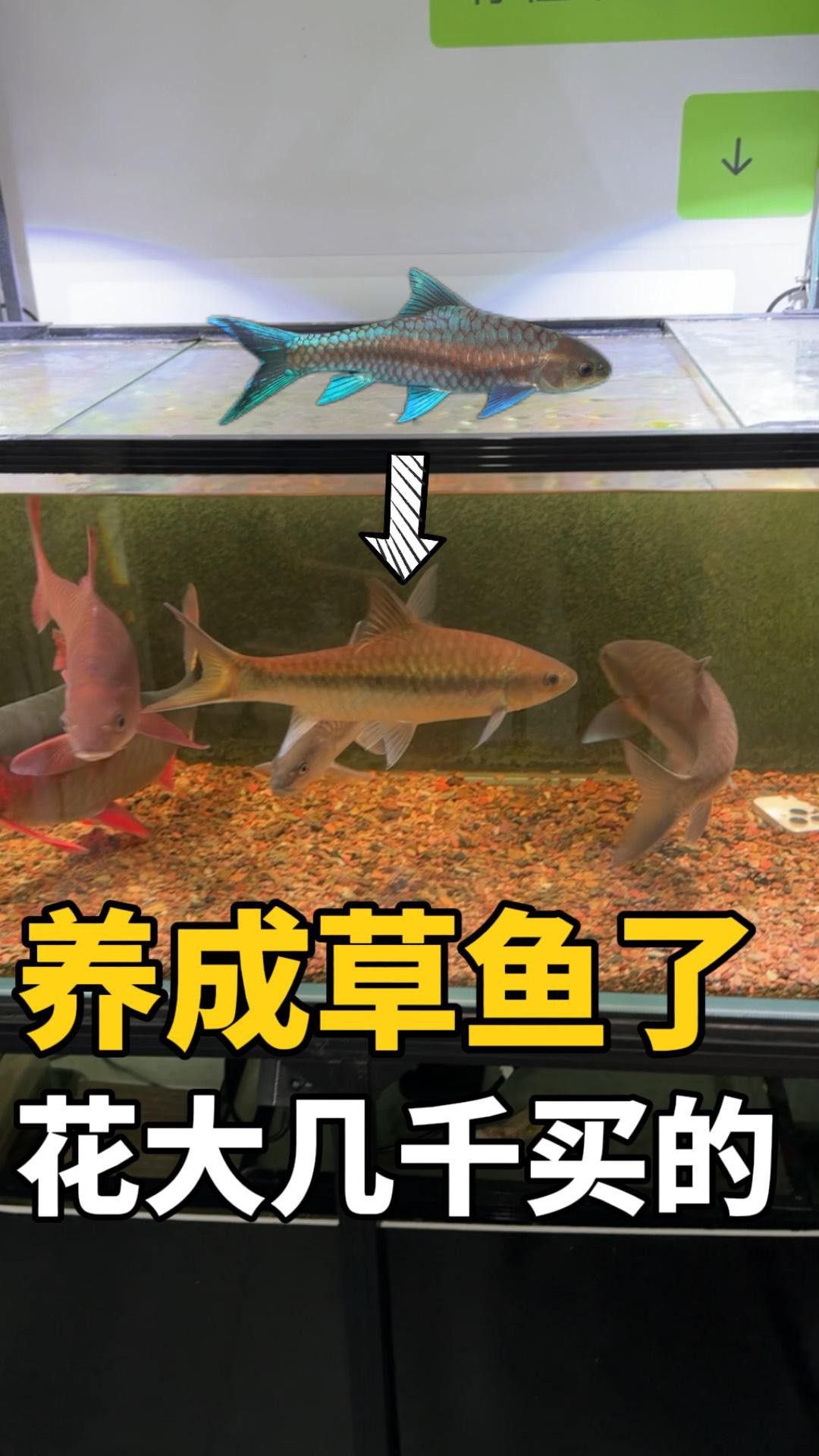 吉羅缸和龍魚缸哪個更費錢？