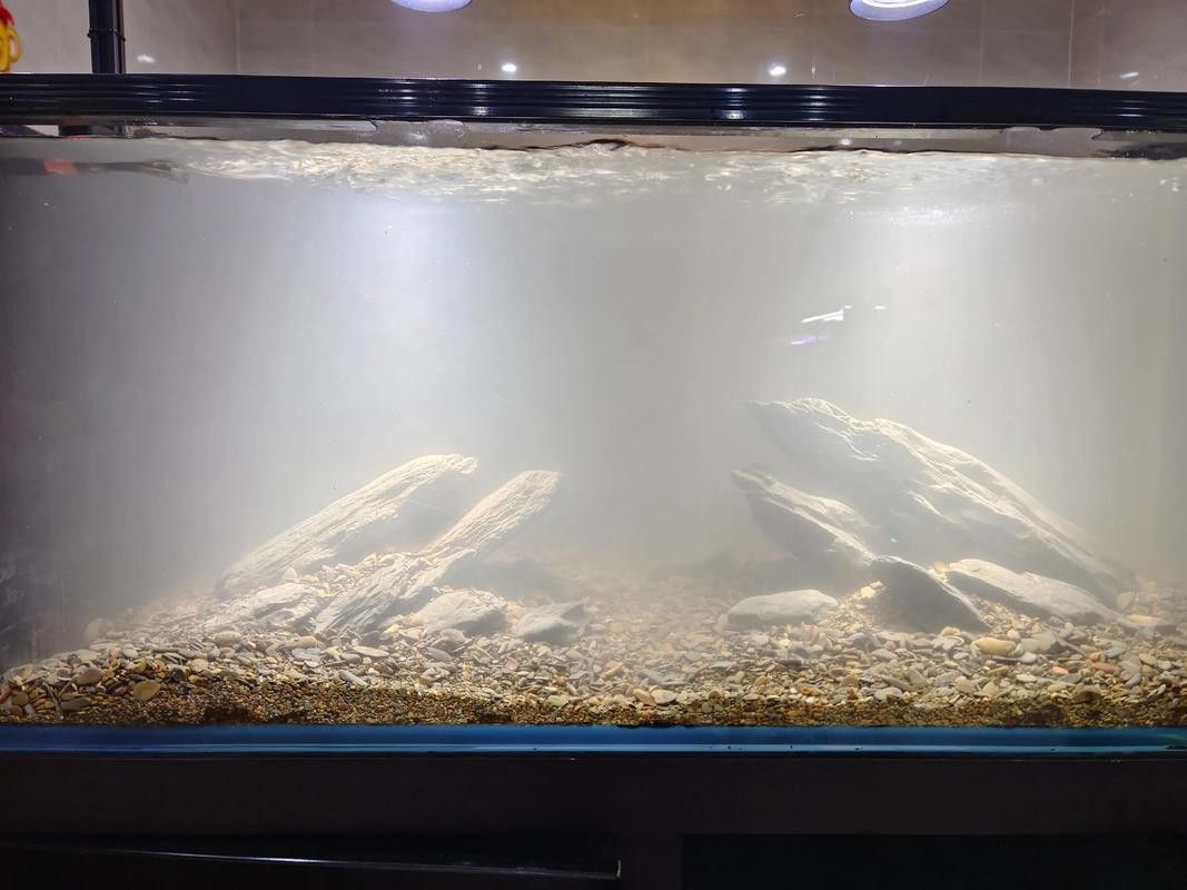 吉羅缸和龍魚缸哪個更費錢？