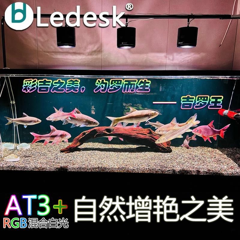 吉羅缸和龍魚缸哪個更費錢？