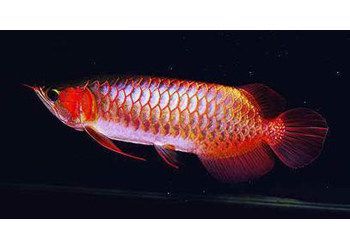 紅辣椒龍魚(yú)和金龍魚(yú)哪個(gè)更貴：紅辣椒龍魚(yú)和金龍魚(yú)哪個(gè)貴 紅辣椒龍魚(yú)和金龍魚(yú)哪個(gè)更貴：紅辣椒龍魚(yú)和金龍魚(yú)哪個(gè)貴 龍魚(yú)百科 第1張