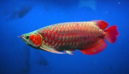 龍魚豎著游在缸在缸里是怎么回事：龍魚豎著游在魚缸中可能是水質問題，可能是水質問題