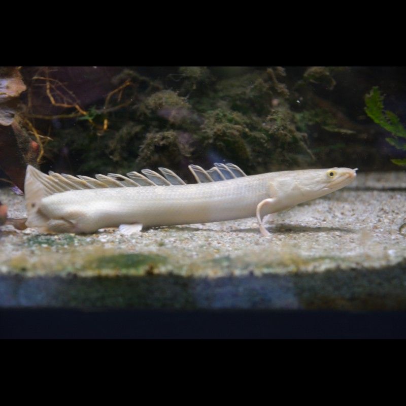 紅眼恐龍魚簡介