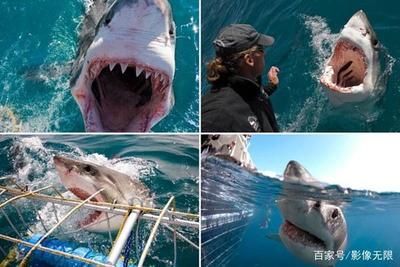 金龍魚和金槍魚誰的牙齒更堅(jiān)：在探討金龍魚和金槍魚的牙齒哪個(gè)更堅(jiān)硬之前需要了解