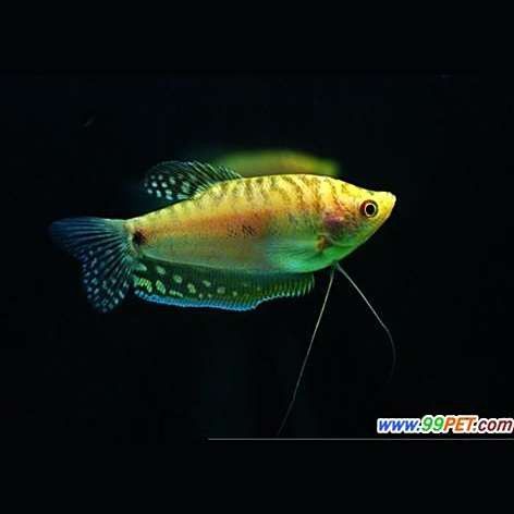曼龍魚的最佳飼養(yǎng)溫度是多少？