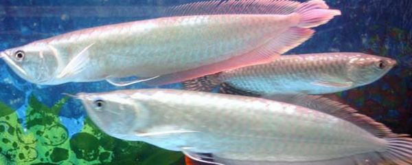 養殖銀龍魚可以吃嗎：養殖銀龍魚可以吃嗎， 養殖銀龍魚可以吃嗎：養殖銀龍魚可以吃嗎， 龍魚百科 第2張