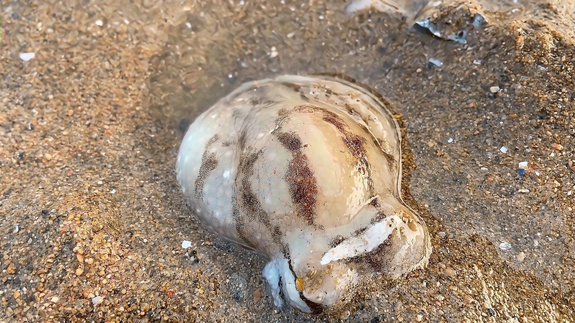 如何判斷紅龍海水魚是否健康？ 如何判斷紅龍海水魚是否健康？ 龍魚百科 第2張