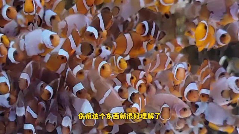 如何判斷紅龍海水魚是否健康？ 如何判斷紅龍海水魚是否健康？ 龍魚百科 第6張
