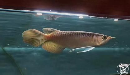 龍魚浮頭與水質(zhì)波動的關系（水質(zhì)波動導致的龍魚浮頭問題）