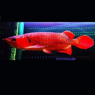 觀賞龍魚的市場價格是多少？ 觀賞龍魚的市場價格是多少？ 龍魚百科 第16張