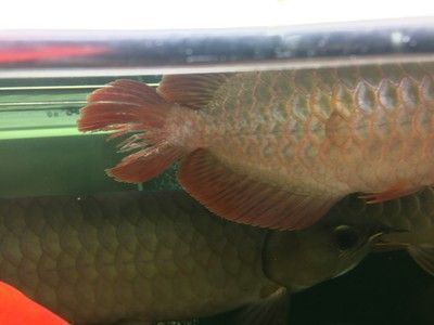 龍魚尾巴中間出了縫隙：如何判斷龍魚水質問題，龍魚傷口護理的最佳實踐