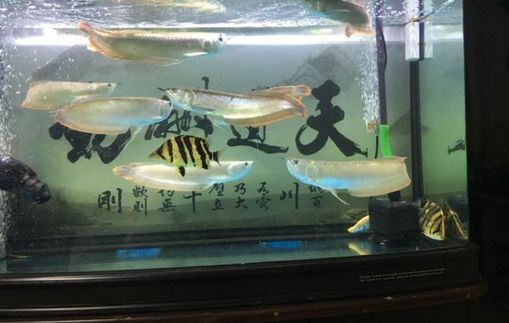 金龍魚貴還是銀龍貴（金龍魚和銀龍魚的價格）