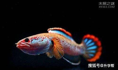 雷龍魚兇猛