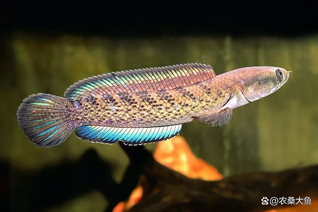 雷龍魚兇猛