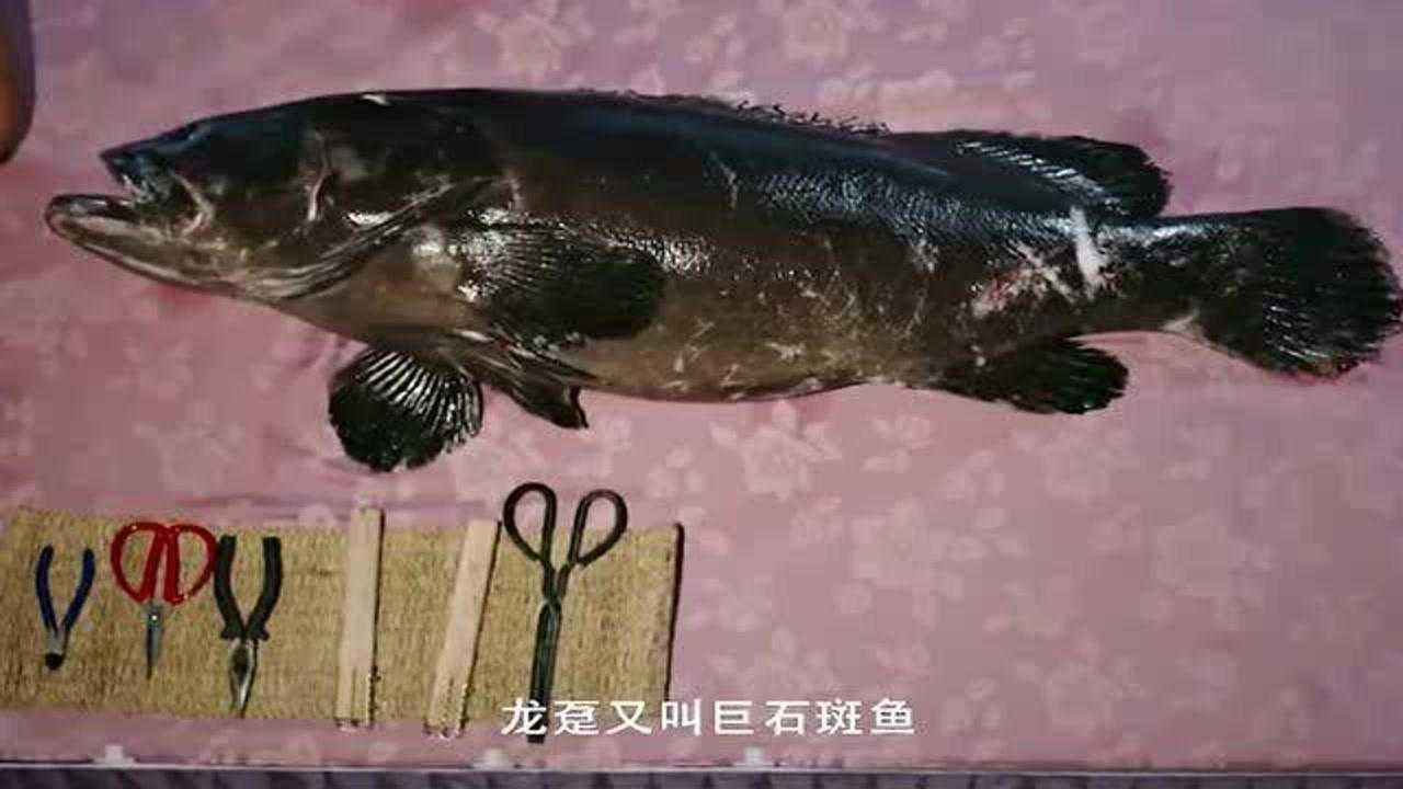 龍躉還有哪些別名？