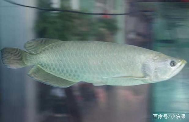 銀龍魚水溫度多少最佳：銀龍魚水溫過低影響,銀龍魚恒溫加熱器選擇,銀龍魚適應溫度變化方法