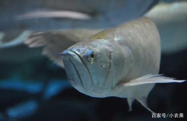 銀龍魚水溫度多少最佳：銀龍魚水溫過低影響,銀龍魚恒溫加熱器選擇,銀龍魚適應溫度變化方法