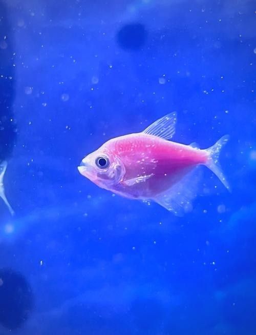 銀龍魚身上起白點是怎么回事啊圖片大全