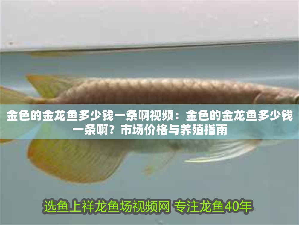 金色的金龍魚多少錢一條啊視頻：金色的金龍魚多少錢一條啊？市場(chǎng)價(jià)格與養(yǎng)殖指南
