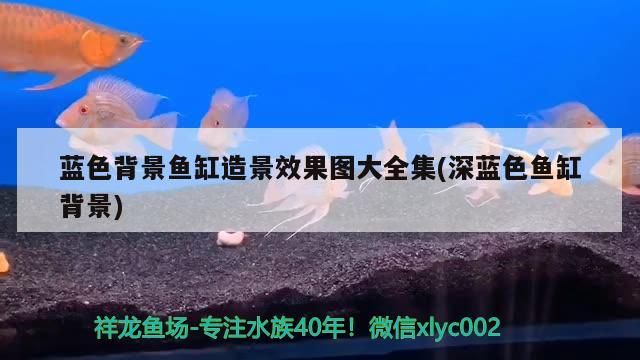 藍色背景魚缸造景效果圖大全集(深藍色魚缸背景) 藍色背景魚缸造景效果圖大全集(深藍色魚缸背景) 龍魚百科