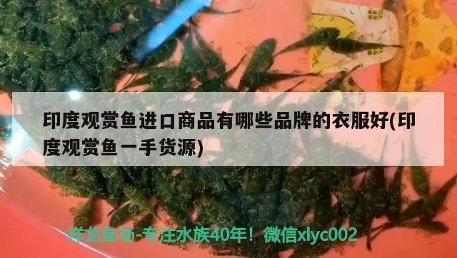 龍魚(yú)缸里放清道夫好嗎:在龍魚(yú)缸里放置清道夫是否合適,清道夫與龍魚(yú)缸能否共存 龍魚(yú)百科 第5張 龍魚(yú)缸里放清道夫好嗎:在龍魚(yú)缸里放置清道夫是否合適,清道夫與龍魚(yú)缸能否共存 龍魚(yú)缸里放清道夫好嗎:在龍魚(yú)缸里放置清道夫是否合適,清道夫與龍魚(yú)缸能否共存 龍魚(yú)百科 第5張