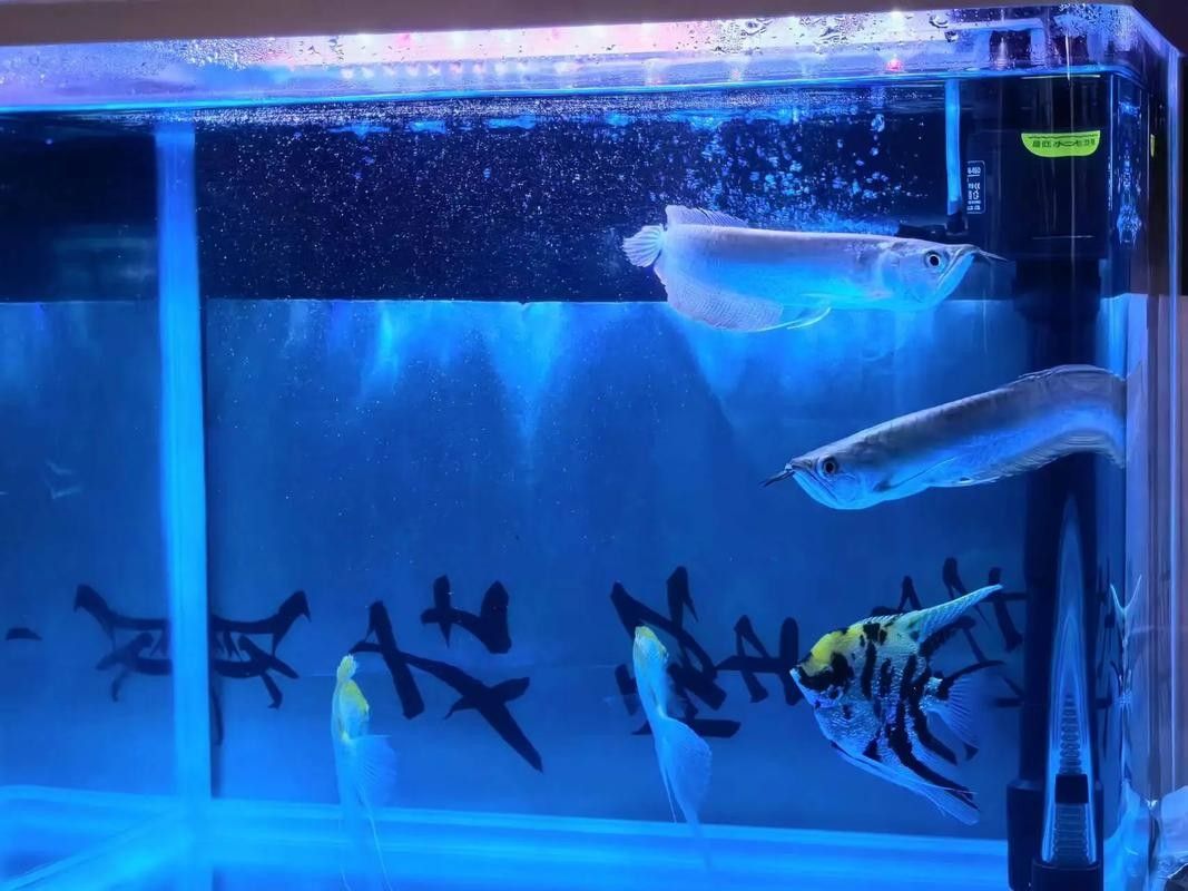 銀龍魚和紅寶石能混養嗎圖片