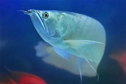 銀龍魚和紅寶石能混養嗎圖片