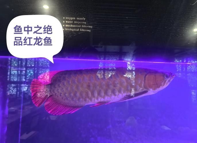 銀龍魚和紅寶石能混養嗎圖片