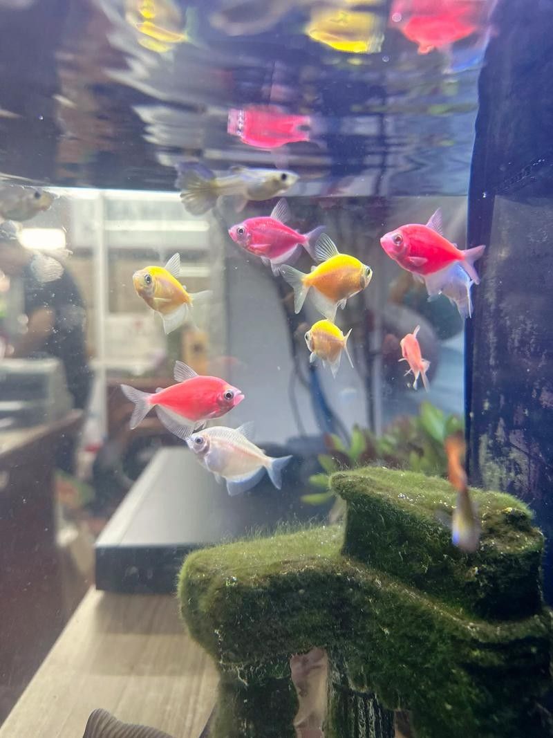 銀龍魚和紅寶石能混養嗎圖片