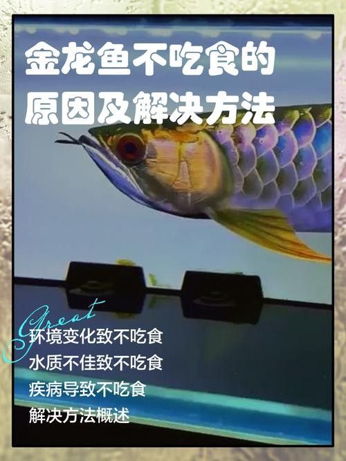 龍魚不吃食的幾種原因圖片大全