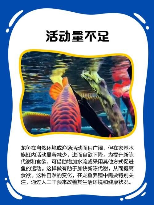 龍魚不吃食的幾種原因圖片大全