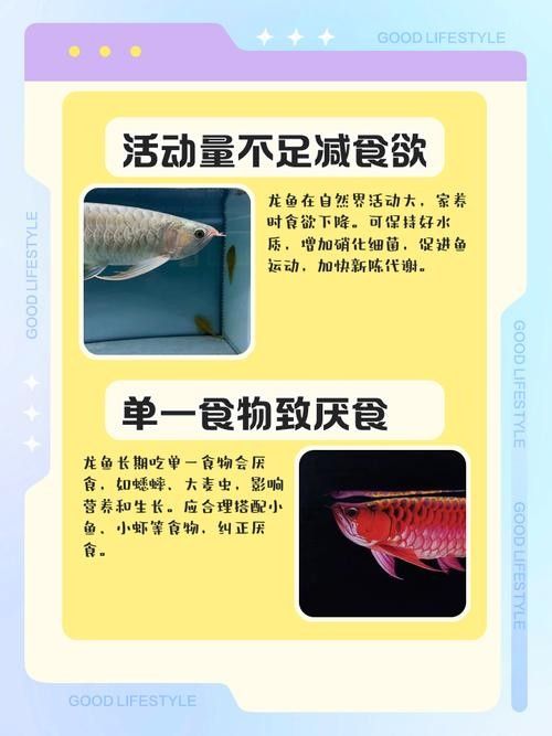 龍魚不吃食的幾種原因圖片大全