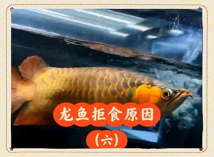 龍魚不吃食的幾種原因圖片大全