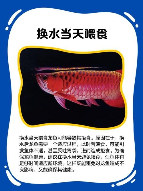 龍魚不吃食的幾種原因圖片大全