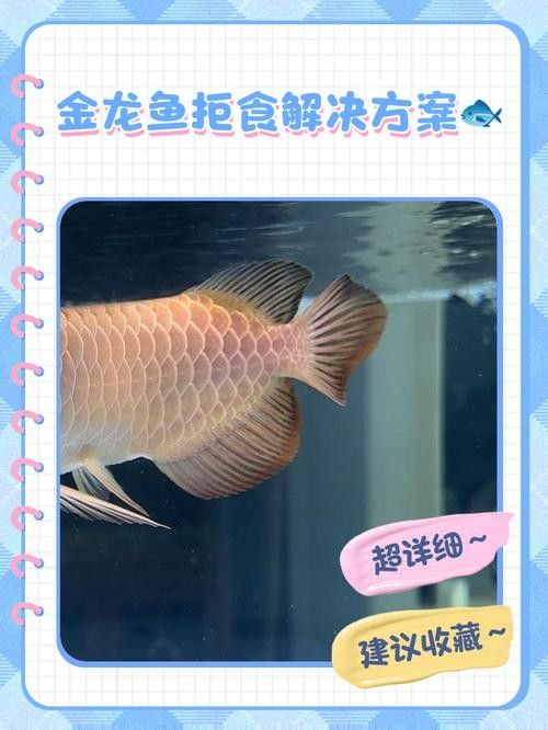 龍魚不吃食的幾種原因圖片大全