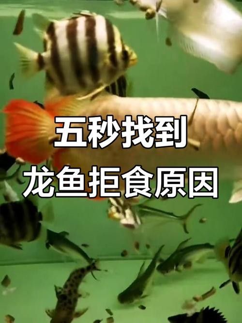 龍魚不吃食的幾種原因圖片大全