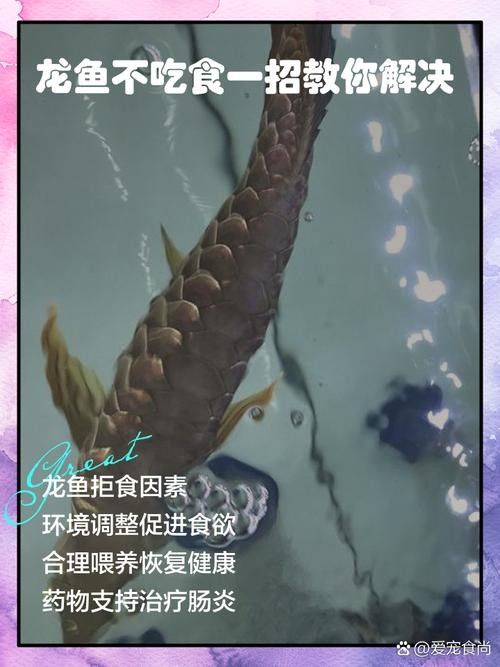 龍魚不吃食的幾種原因圖片大全