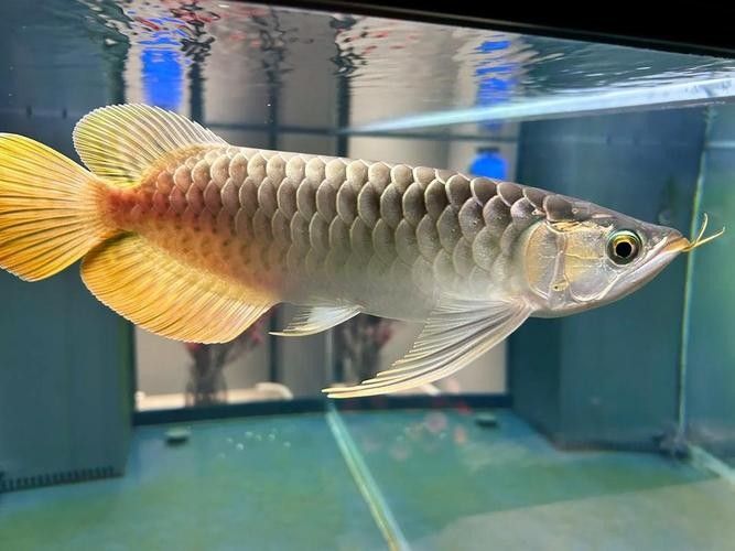 龍魚不吃食的幾種原因圖片大全