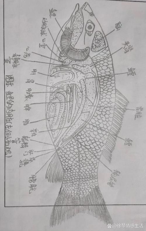 龍魚不吃食的幾種原因圖片大全