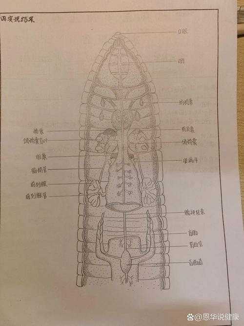 龍魚不吃食的幾種原因圖片大全