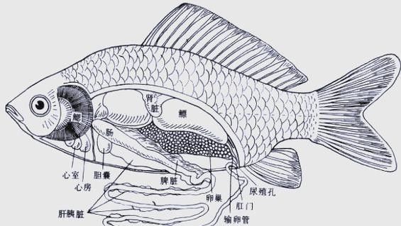 龍魚不吃食的幾種原因圖片大全