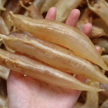 大金龍魚膠,1斤4頭,一斤多少錢 大金龍魚膠,1斤4頭,一斤多少錢 龍魚百科 第2張