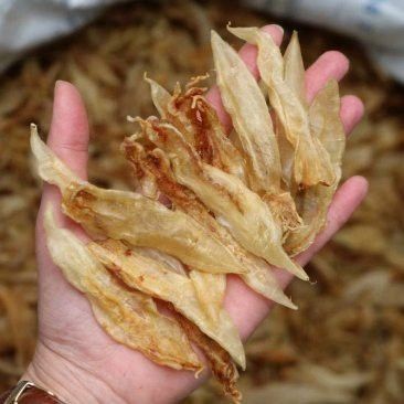 大金龍魚膠,1斤4頭,一斤多少錢 大金龍魚膠,1斤4頭,一斤多少錢 龍魚百科 第7張