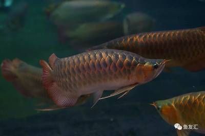 龍魚專家的知識和指導都是不可或缺的寶貴財富財富：龍魚專家為愛好者提供技術支持和指導